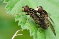 Eurimyia lineata