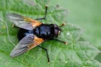 Mesembrina meridiana