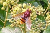 Volucella zonaria