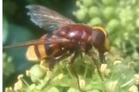 Volucella zonaria
