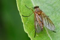 Rhagio tringarius