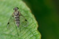 Chrysopilus asiliformis