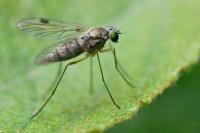 Chrysopilus asiliformis
