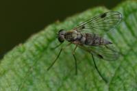 Chrysopilus asiliformis