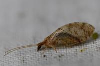 Hemerobius humulinus