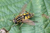 Helophilus pendulus