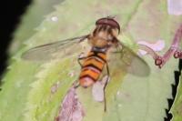 Episyrphus balteatus