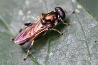 Xylota segnis