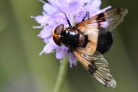 Volucella pellucens