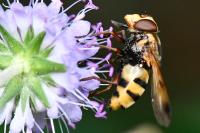 Volucella inanis