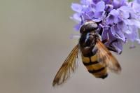 Volucella inanis