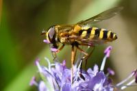 Syrphus ribesii