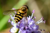 Syrphus ribesii
