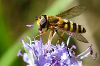 Syrphus ribesii