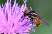 Rhingia campestris