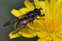 Ferdinandea cuprea