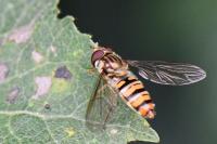 Episyrphus balteatus