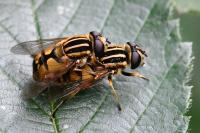 Helophilus pendulus
