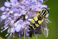 Helophilus trivittatus