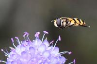 Didea fasciata