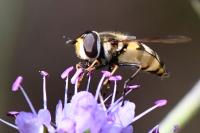 Didea fasciata