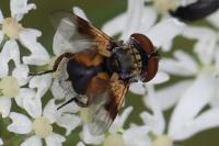 Ectophasia crassipennis