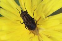 Stomorhina lunata