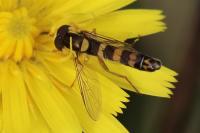 Sphaerophoria scripta