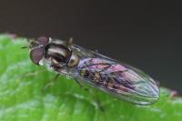Episyrphus balteatus