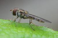 Episyrphus balteatus