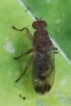 Suillia variegata