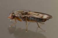 Opomyza germinationis