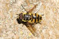 Myathropa florea
