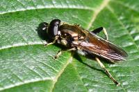 Xylota segnis