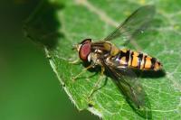 Episyrphus balteatus