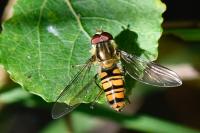 Episyrphus balteatus