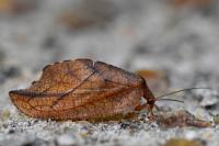 Drepanepteryx phalaenoides