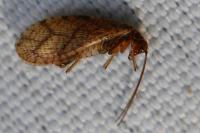 Micromus angulatus
