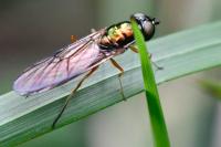 Sargus bipunctatus