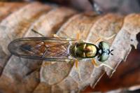Sargus bipunctatus