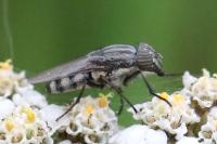 Stomorhina lunata