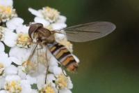 Episyrphus balteatus