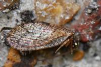 Micromus angulatus