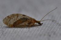 Hemerobius humulinus
