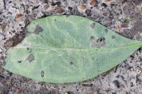 Phytomyza aprilina
