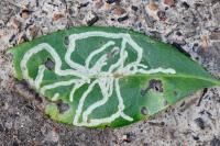 Phytomyza aprilina
