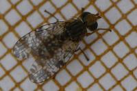 Tephritis vespertina
