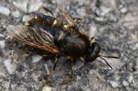 Stratiomys singularior