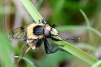 Volucella bombylans