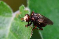 Sicus ferrugineus
